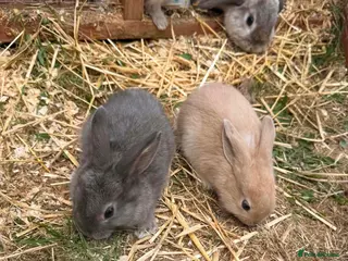 Mini Lion Lop rabbits lion lop bunnies - Advert 2