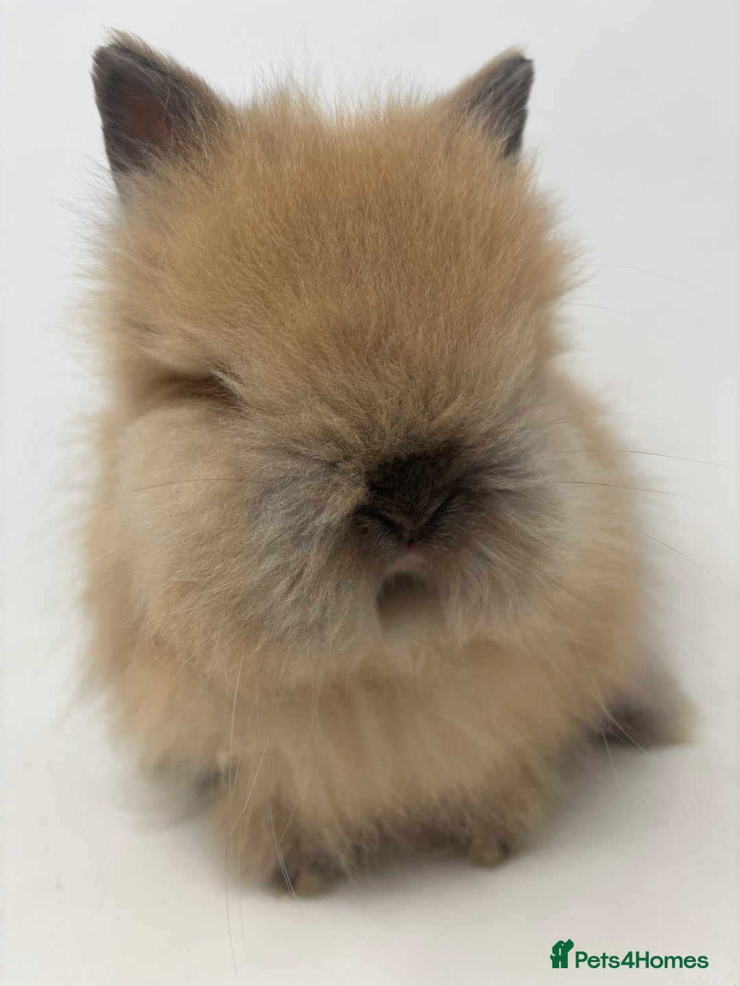 Lionhead rabbits for sale: BEAUTIFUL BABY LIONHEAD BUNNIES - Advert 5
