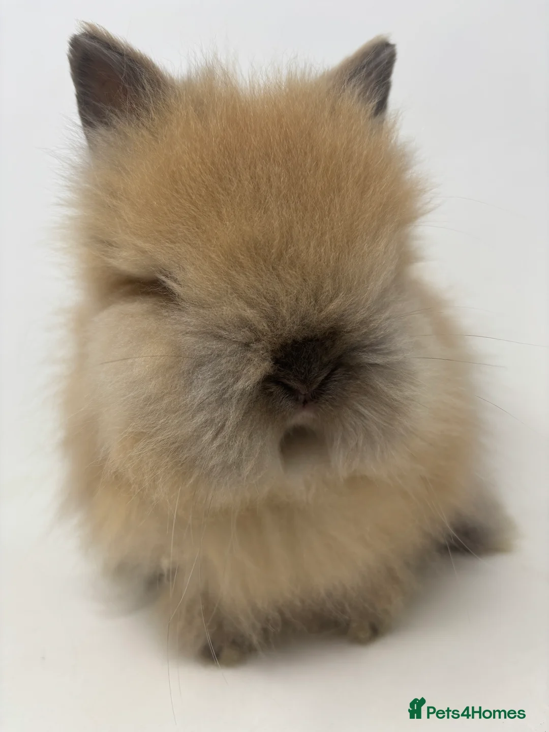 Lionhead rabbits for sale: BEAUTIFUL BABY LIONHEAD BUNNIES - Advert 5
