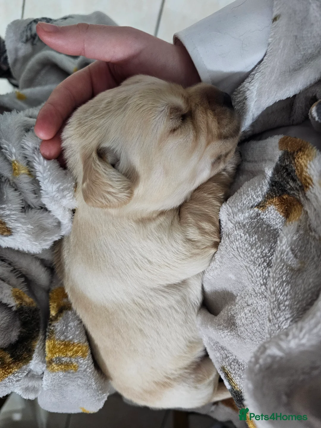 Cockerdor dogs for sale: The most loving Cockerdor/Spanador - Advert 32