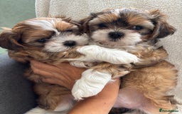Mixed Breed dogs for sale: SHIH TZU Mix  - Image 3