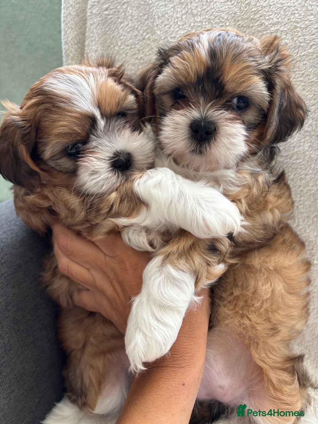 Mixed Breed dogs for sale: SHIH TZU Mix  - Image 3