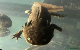 Axolotl reptiles for sale: For sale - Image 2