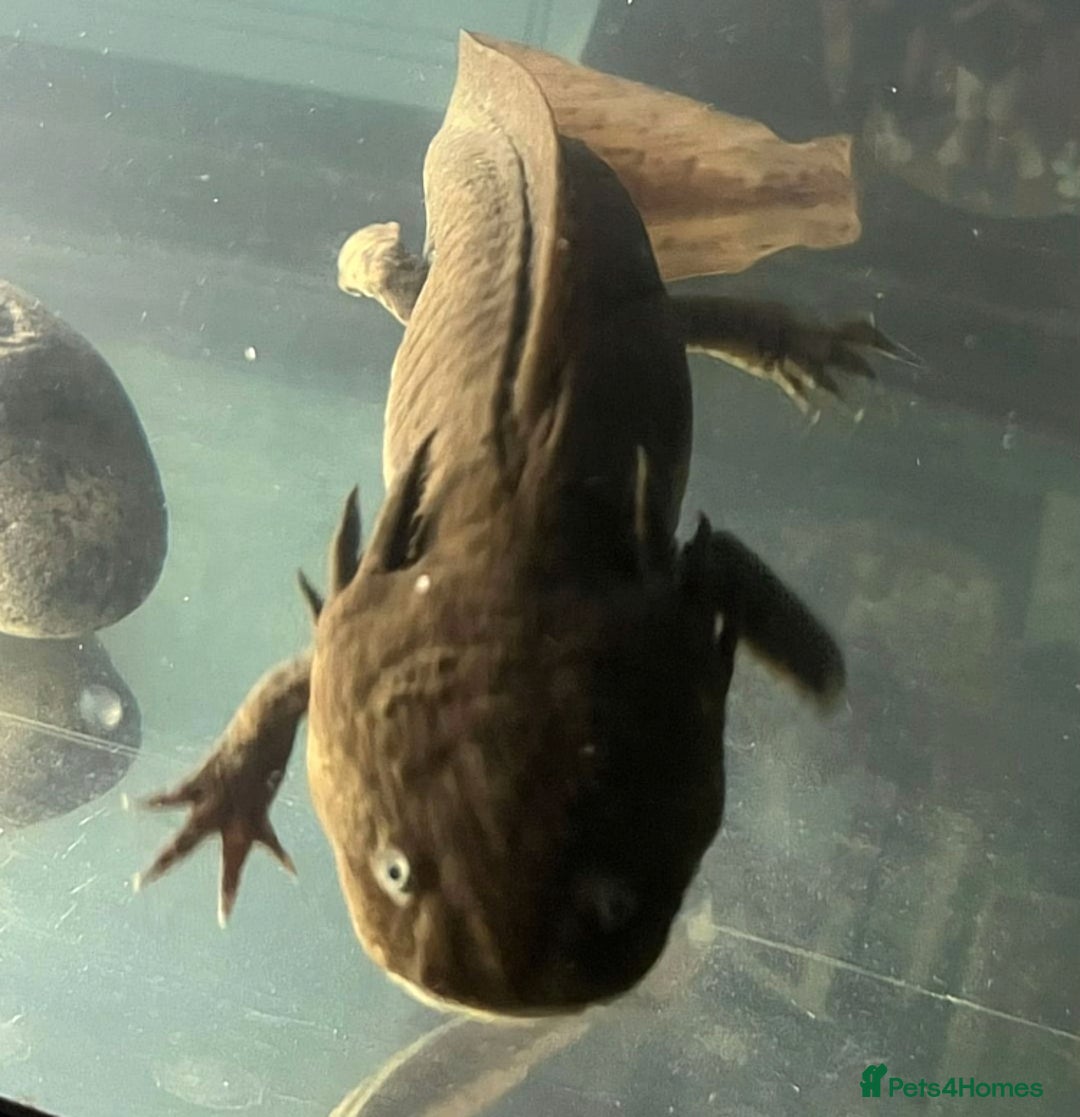 Axolotl reptiles for sale: For sale - Image 2