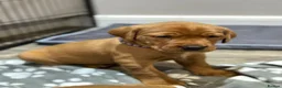 Labrador Retriever dogs for sale: Beautiful Fox Red Labrador Retriever Puppies. - Advert 3
