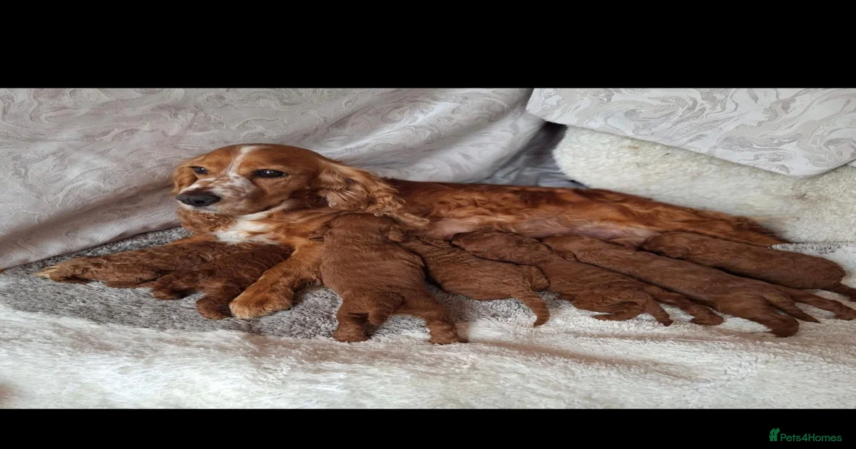 RED F1 COCKAPOOS for sale in Wellingborough | Pets4Homes