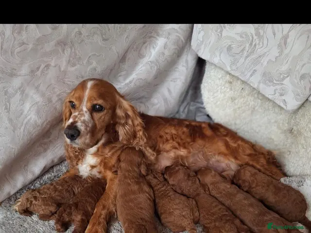 Cockapoo dogs for sale: RED F1 COCKAPOOS - Advert 1
