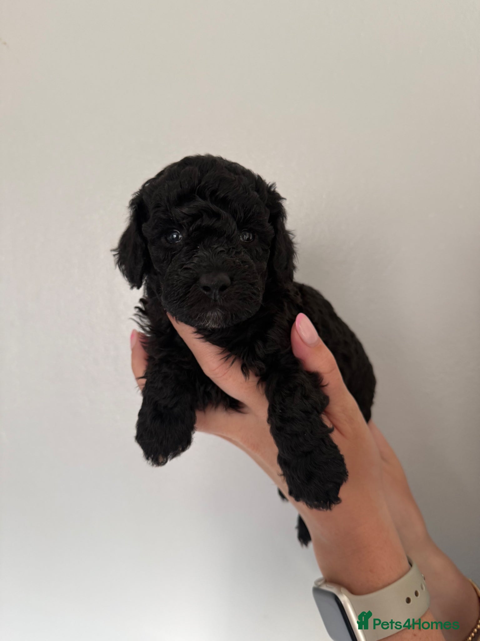 Cockapoo dogs Toy Cockapoo Puppies | DNA & Health Tested Parents - Advert 2