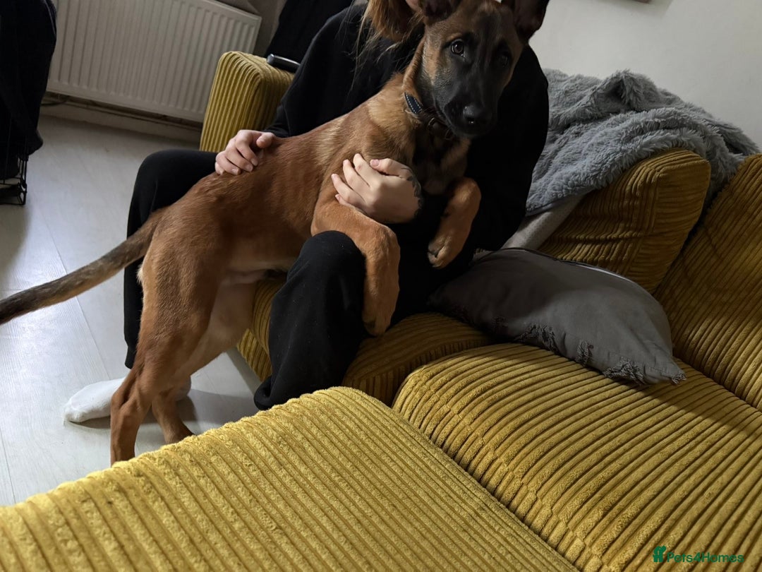 Belgian Shepherd Dog dogs for sale: 5 month old Belgium malinois puppy - Advert 3