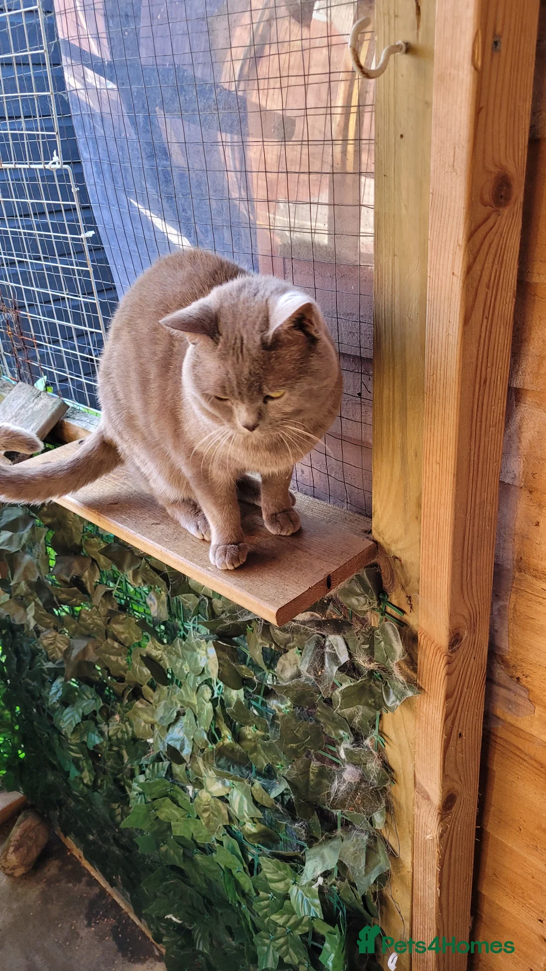 British Shorthair cats for stud: Blue for stud - Advert 2