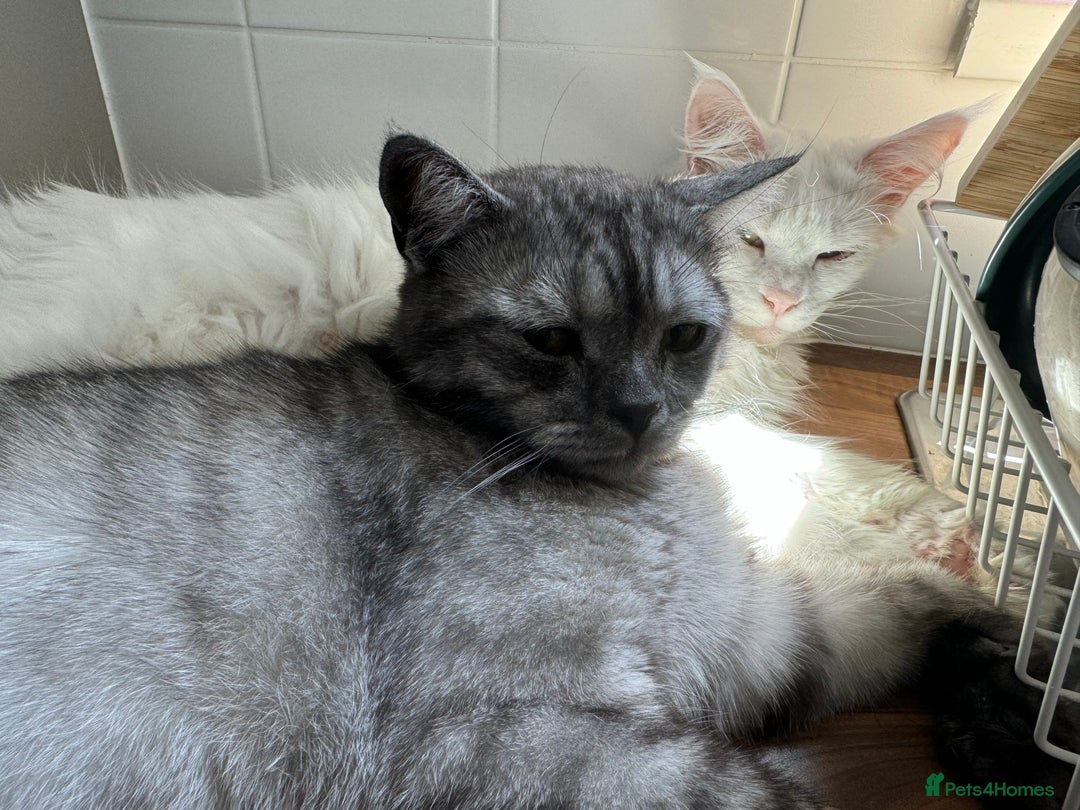 Maine Coon cats for sale: Beautiful cats looking for forever homes - Image 11