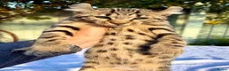 Keetso cats for sale: Awesome rare silver polydactyl female  - Advert 9