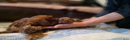 Cavapoo dogs for sale: ToyCavaPoo in Melrose - Advert 4
