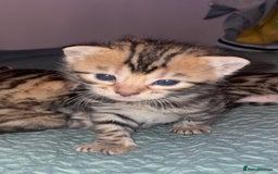 Bengal cats for sale: Marble bengal boy and bengal girl - Image 1