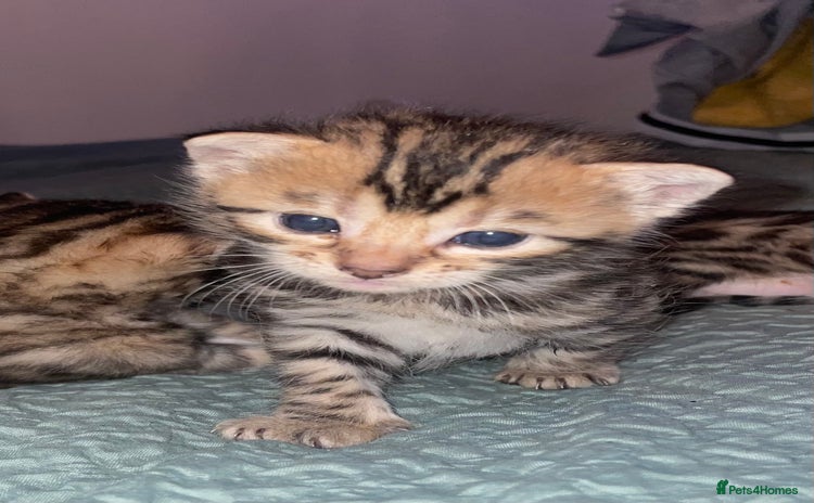 Bengal cats - Advert 3