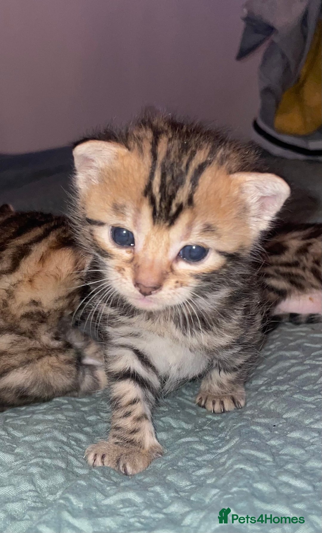 Bengal cats for sale: Marble bengal boy and bengal girl - Image 1
