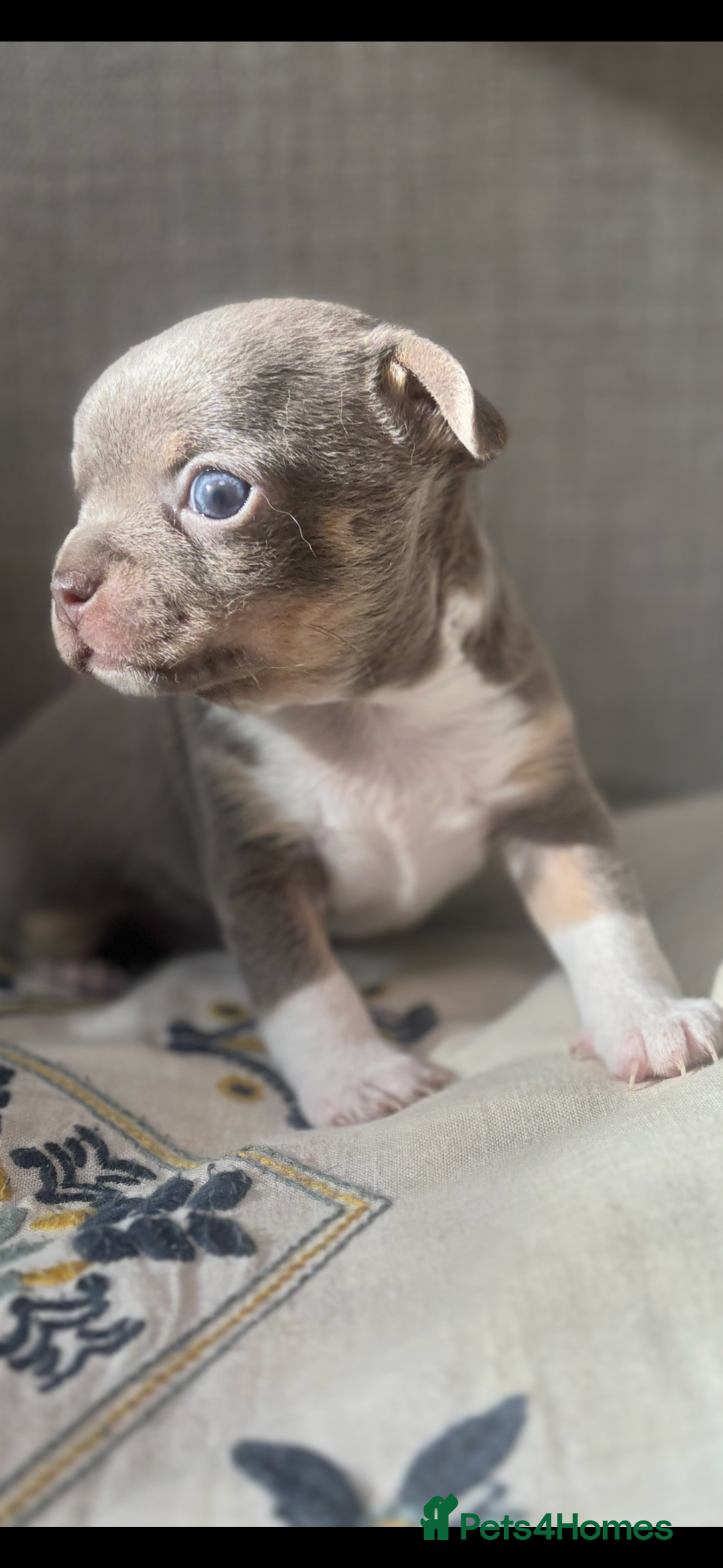 Chihuahua dogs for sale: Ready now ***Lilac girls - Image 21
