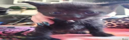 Mixed Breed cats for sale: All black kittens  in Preston - Advert 3