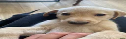 Mixed Breed dogs for sale: Lurcher puppies ready for forever homes - Advert 20