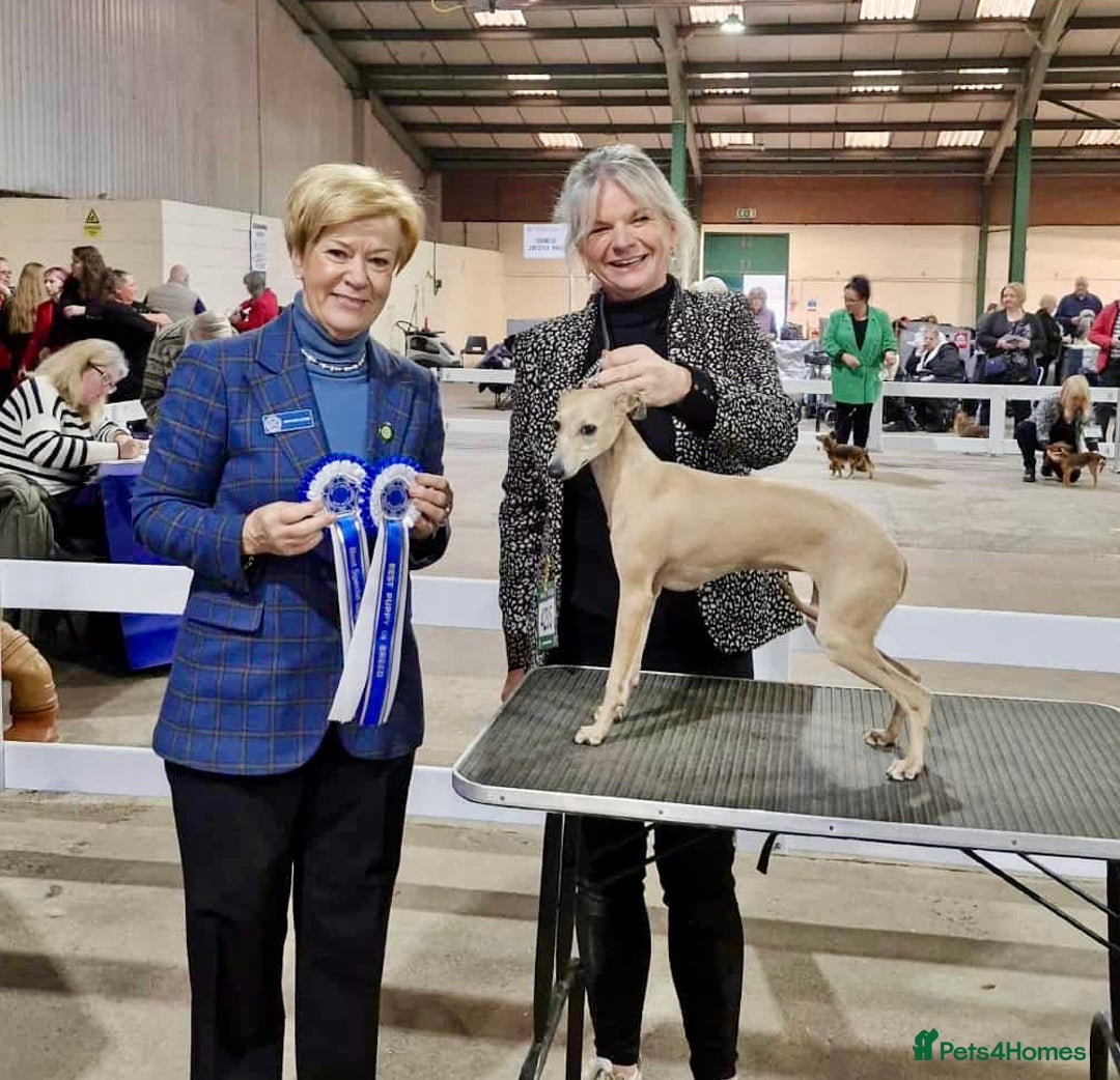 Gallery Image {{count}}