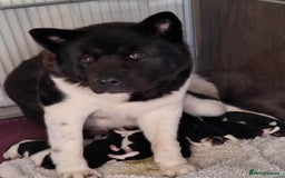 Akita dogs for sale: Quality Akita Babies (& KC Registered) - Image 1