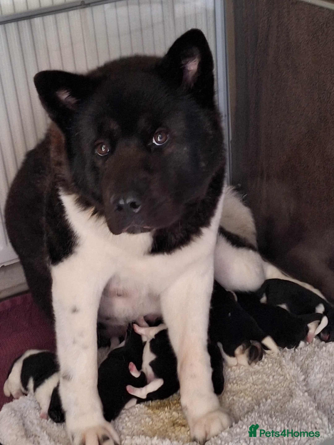 Akita dogs for sale: Quality Akita Babies (& KC Registered) - Image 1