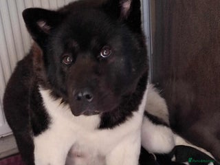 Akita dogs - Advert 2