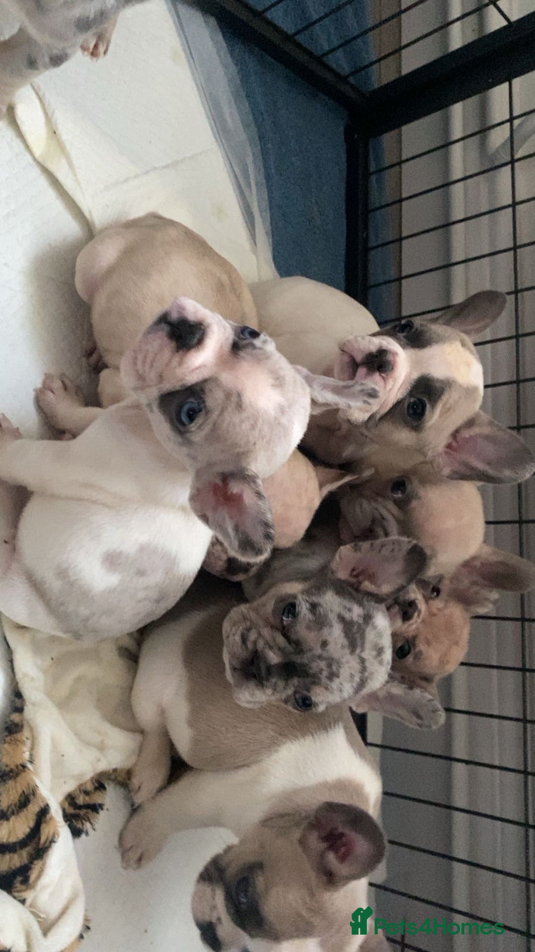 French Bulldog dogs for sale: 8 adorable frenchie pups  - Advert 3