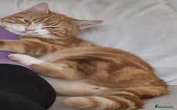 Mixed Breed cats for sale: Murphy looking for a new home - Image 4