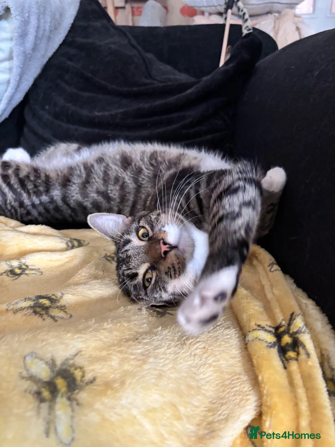 British Shorthair cats for sale: Beautiful 1 year old tabby - Advert 1