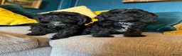 Cockapoo dogs for sale: REDUCED Cockapoo puppies health tested parents   - Advert 9