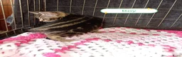 Bengal cats for sale: Bengal Cross kittens  - Advert 11