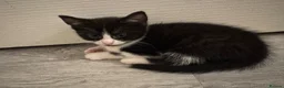 Domestic Shorthair cats for sale: 5 Stunning Kittens ready to reserve - Advert 23