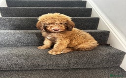 Cockapoo dogs for sale: Berdoodle 11 weeksold FULLY VACCINATED  - Image 1