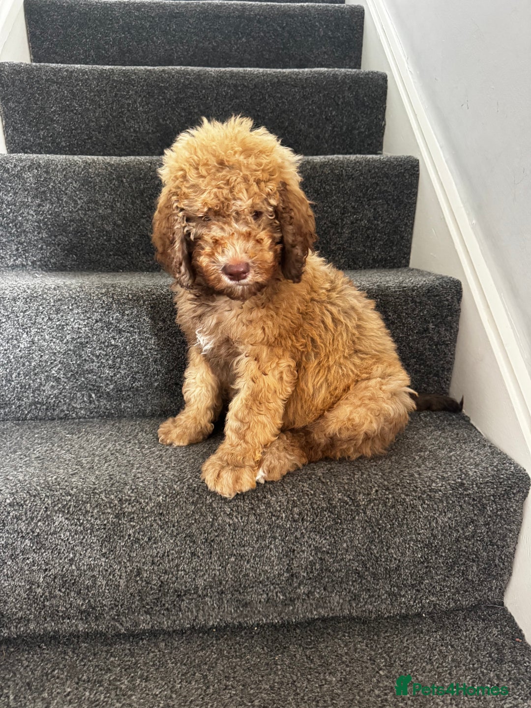 Cockapoo dogs for sale: Berdoodle 11 weeksold FULLY VACCINATED  - Image 1