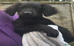 Cockapoo dogs for sale: F2B Cockapoo Puppies - Image 2