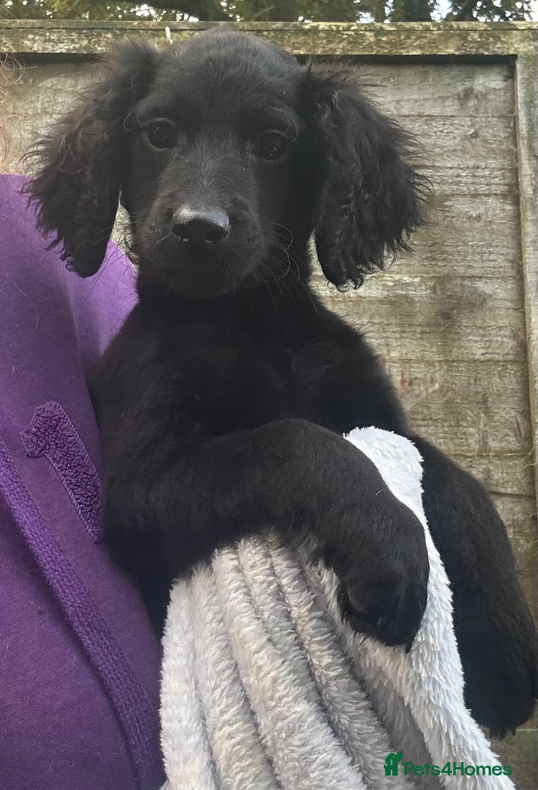 Cockapoo dogs for sale: F2B Cockapoo Puppies - Image 2