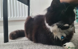 Mixed Breed cats for sale:  3 cute kittens  - Image 4
