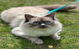 Ragdoll cats for sale: 3 year old Female Ragdoll - Image 2