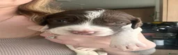English Springer Spaniel dogs for sale: RKC English Springer Spaniel  - Advert 16
