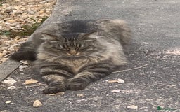 Norwegian Forest Cat cats for sale: A big stunning Norwegian Forest Cat femail - Image 3
