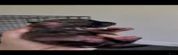 Staffordshire Bull Terrier dogs for sale: Staffy puppies  - Advert 14