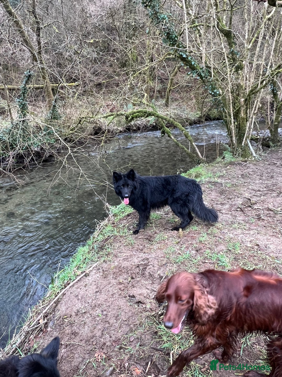 German Shepherd dogs for stud: Old-fashioned type GERMAN SHEPHERD at stud - Advert 6