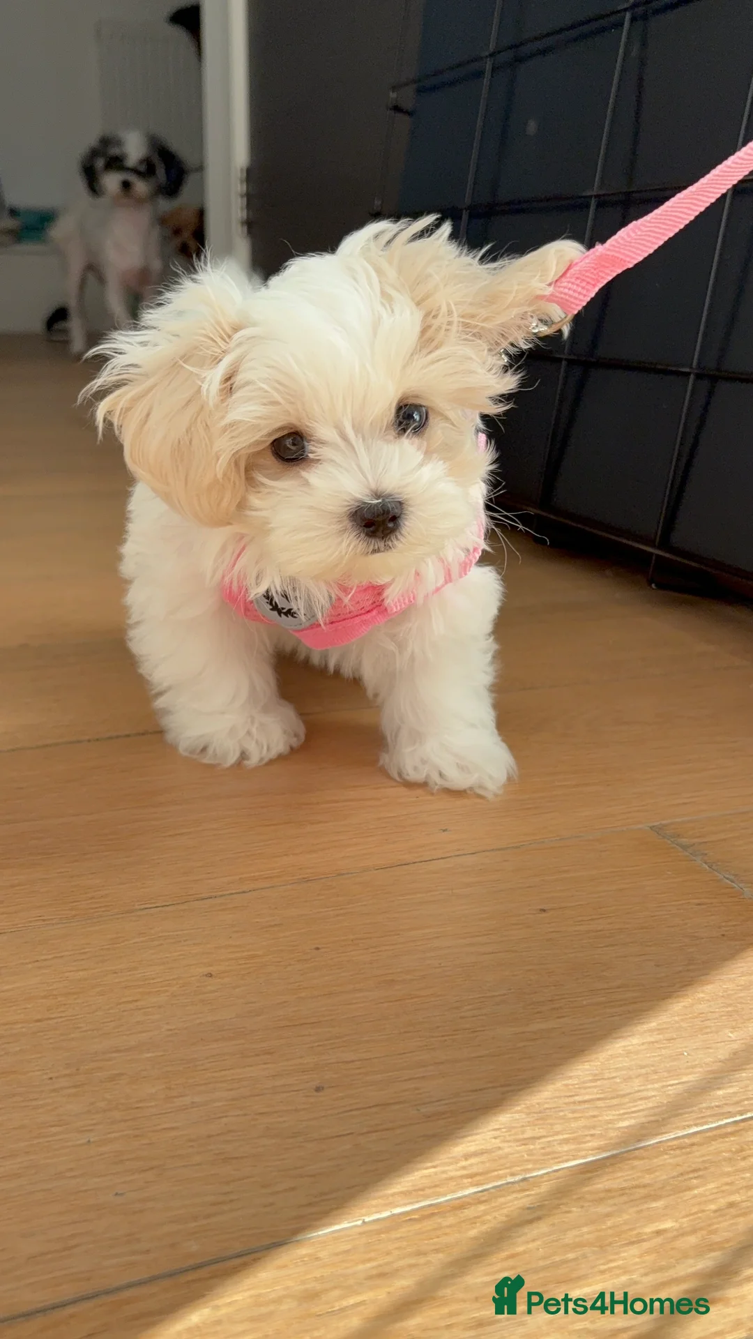 Maltipoo dogs for sale: Mochi – Looking for a Loving Forever Home 🤍 - Advert 7