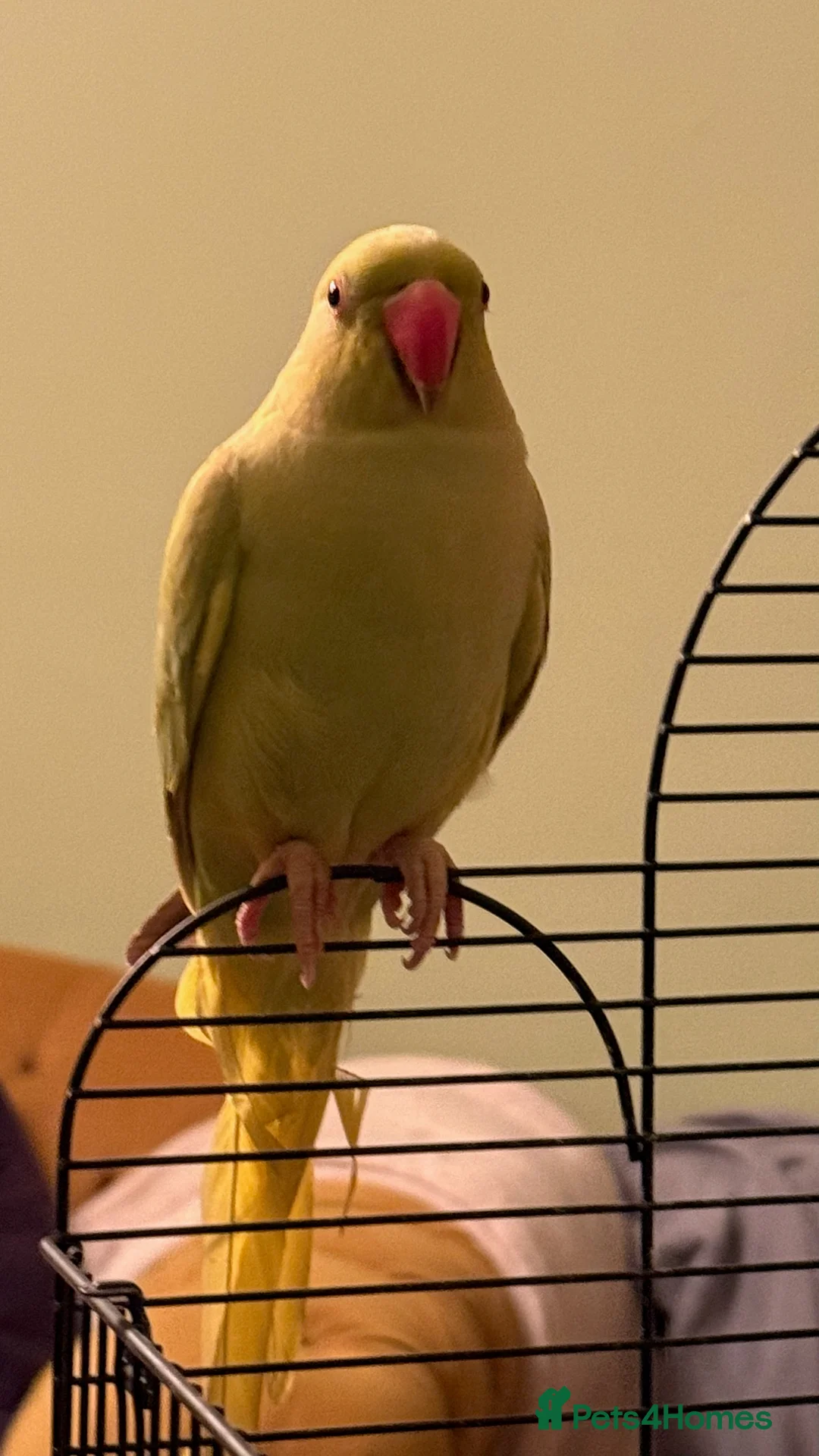 Ringnecks birds for sale: Ringneck  in Halifax - Advert 3