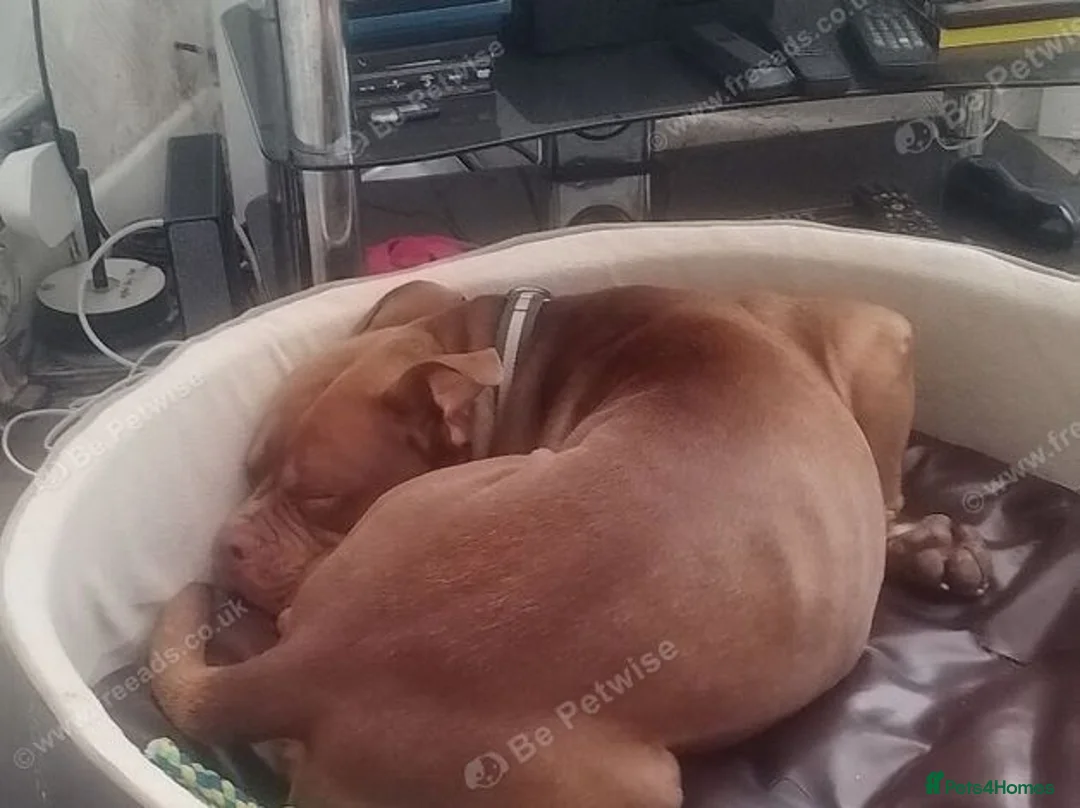 Mixed Breed dogs for sale: Butch staffy bull  in Wigston - Advert 3