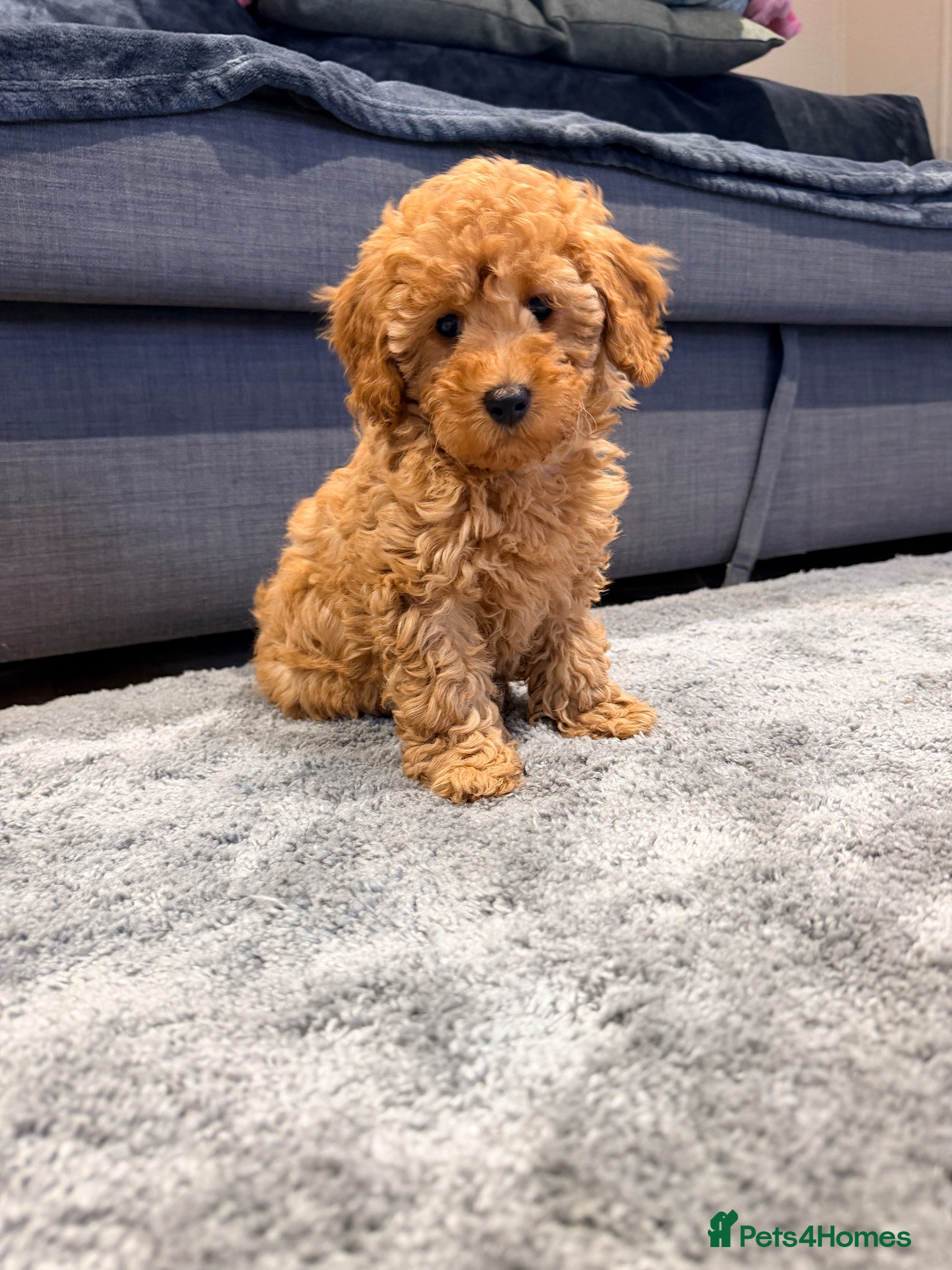 Maltipoo dogs Beautiful happy health tested,Maltipoo fur babies  - Advert 1