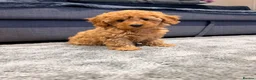 Maltipoo dogs for sale: Beautiful happy health tested,Maltipoo fur babies  - Advert 1