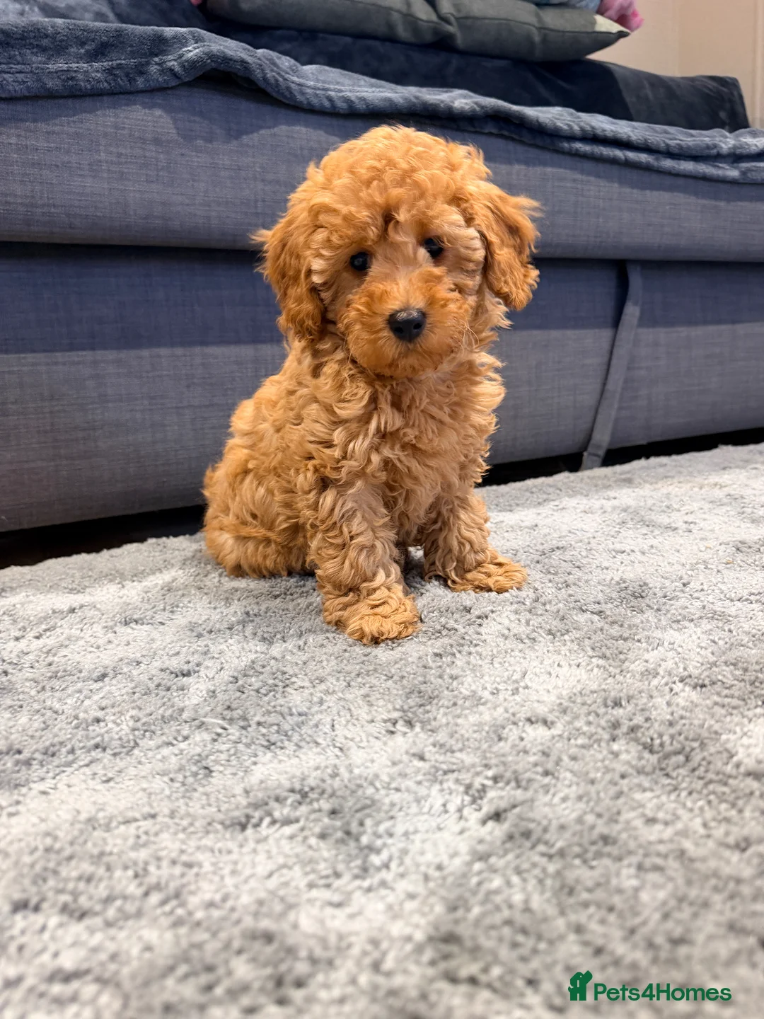 Maltipoo dogs for sale: Beautiful happy health tested,Maltipoo fur babies  - Advert 1