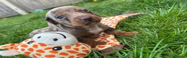 Miniature Dachshund Puppy 2